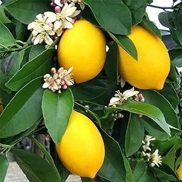 Lemon_Plant_(Hybrid,_Pack_of_1)