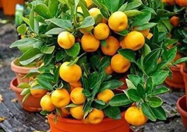 Orange_Plant_(Hybrid,_Pack_of_1)