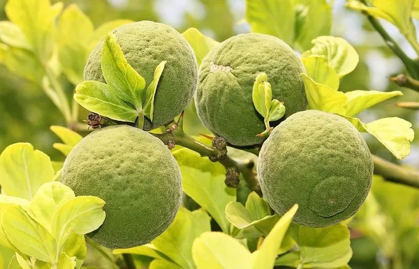 Lemon_Plant_(Hybrid,_Pack_of_1)
