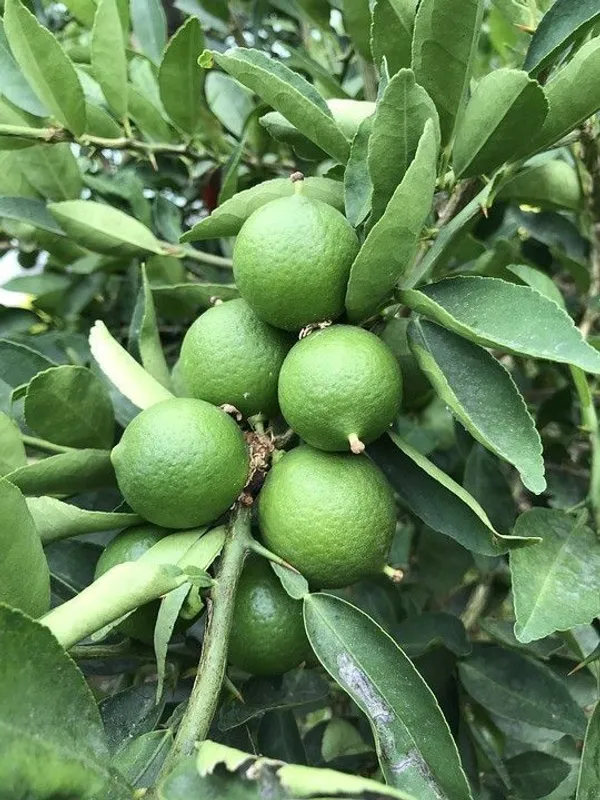 Lemon_Plant_(Hybrid,_Pack_of_1)
