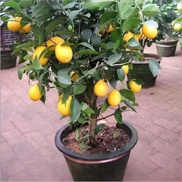 Lemon_Plant_(Hybrid,_Pack_of_1)