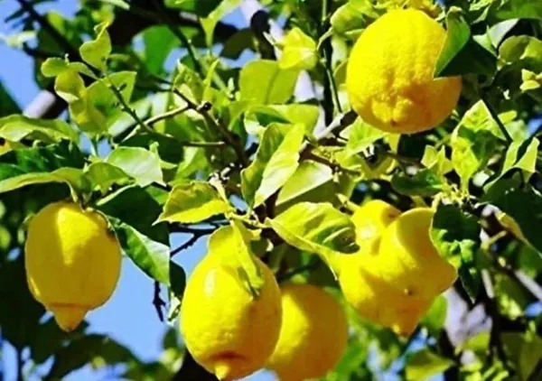 Lemon_Plant_(Hybrid,_Pack_of_1)