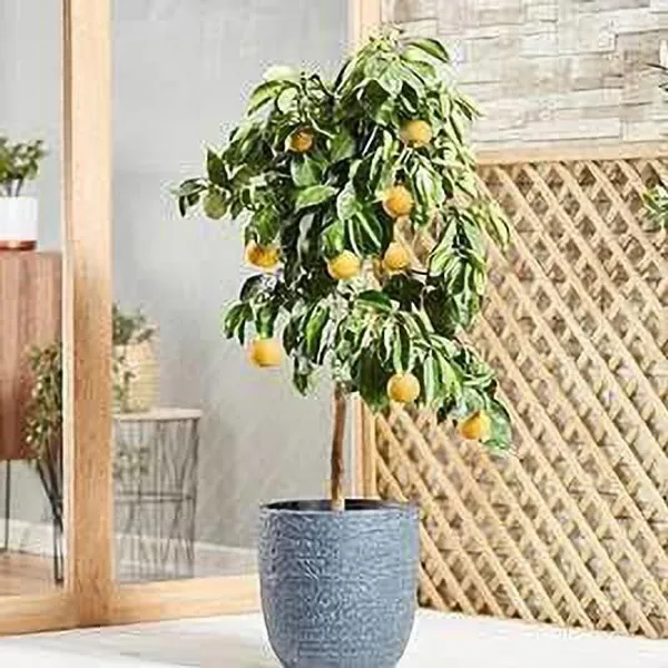 Lemon_Plant_(Hybrid,_Pack_of_1)