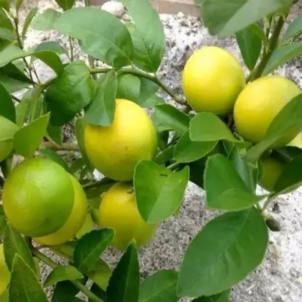 Lemon_Plant_(Hybrid,_Pack_of_1)