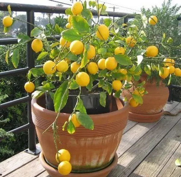 Lemon_Plant_(Hybrid,_Pack_of_1)