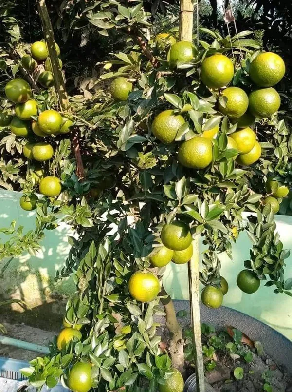 Lemon_Plant_(Hybrid,_Pack_of_1)