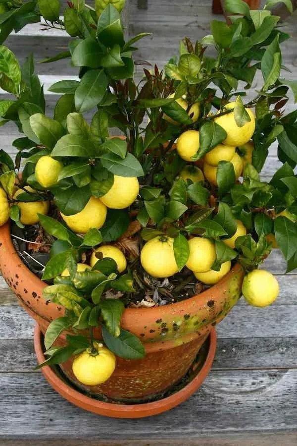 Lemon_Plant_(Hybrid,_Pack_of_1)