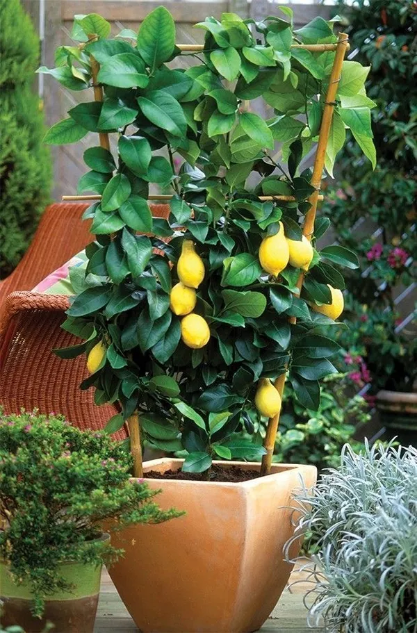 Lemon_Plant_(Hybrid,_Pack_of_1)