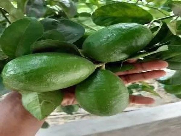 Lemon_Plant_(Hybrid,_Pack_of_1)