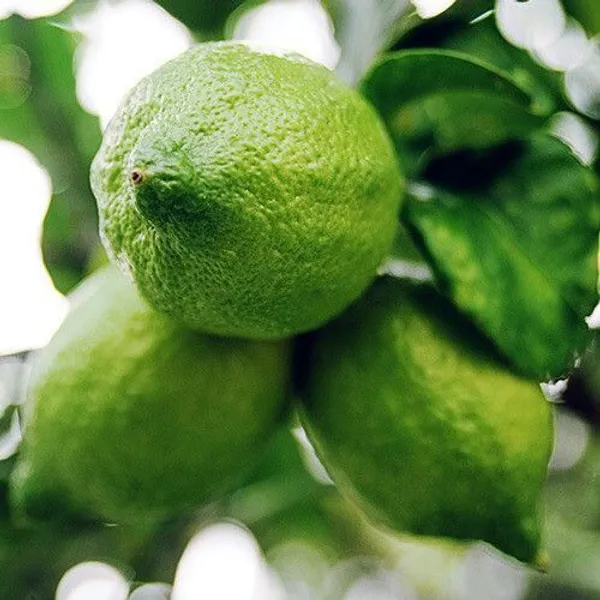 Lemon_Plant_(Hybrid,_Pack_of_1)