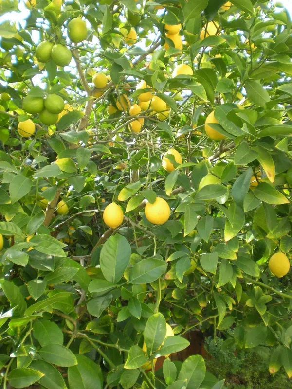 Lemon_Plant_(Hybrid,_Pack_of_1)