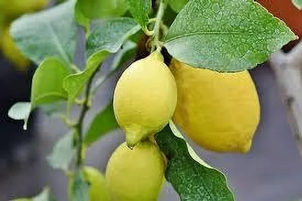 Lemon_Plant_(Hybrid,_Pack_of_1)