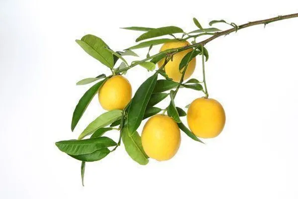 Lemon_Plant_(Hybrid,_Pack_of_1)