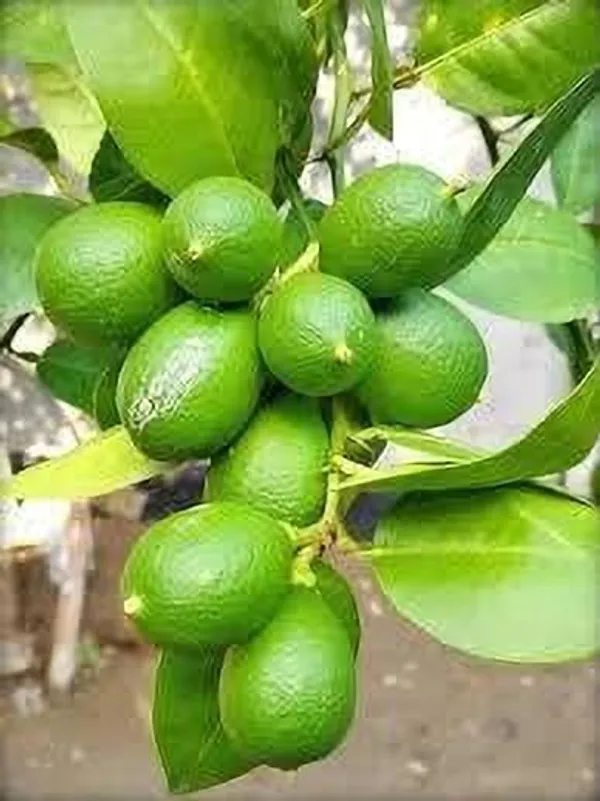 Lemon_Plant_(Hybrid,_Pack_of_1)