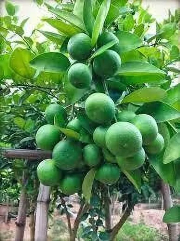 Lemon_Plant_(Hybrid,_Pack_of_1)