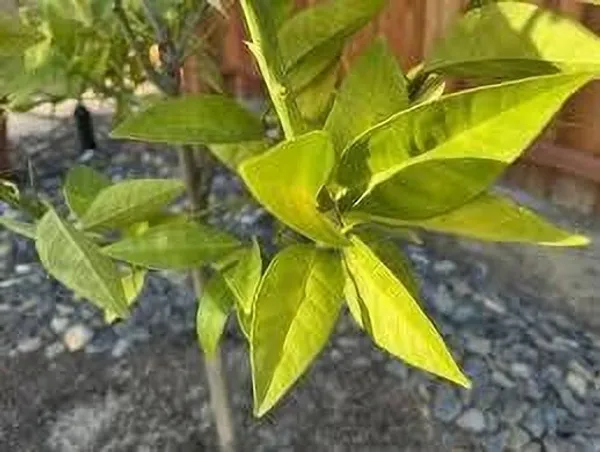 Lemon_Plant_(Hybrid,_Pack_of_1)