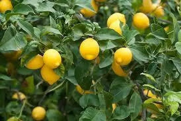 Lemon_Plant_(Hybrid,_Pack_of_1)
