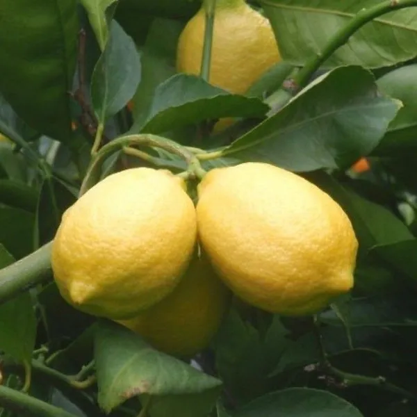 Sweet_Lemon_Plant_(Hybrid,_Pack_of_1)