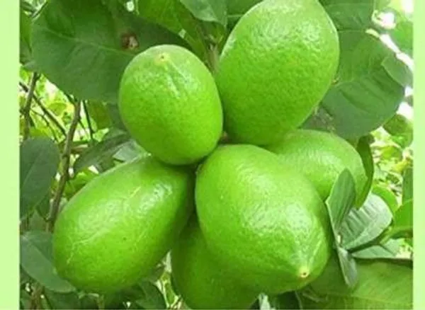 Lemon_Plant_(Hybrid,_Pack_of_1)