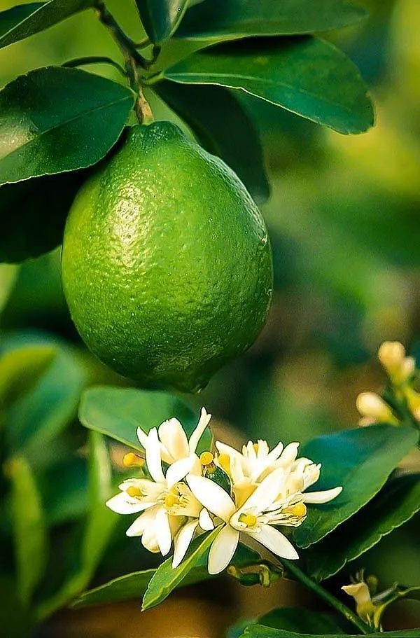 Lemon_Plant_(Hybrid,_Pack_of_1)