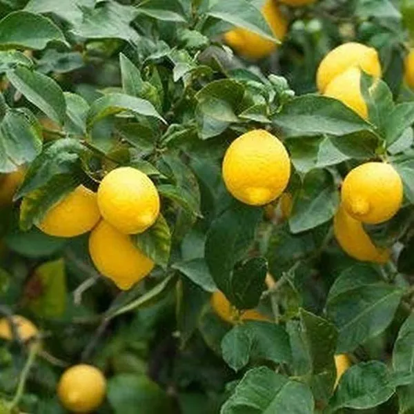Sweet_Lemon_Plant_(Hybrid,_Pack_of_1)