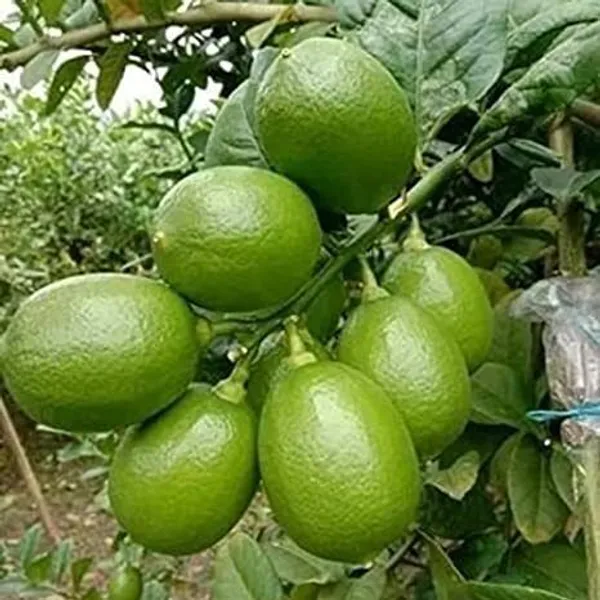 Lemon_Plant_(Hybrid,_Pack_of_1)