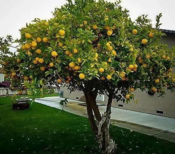 Orange_Plant_(Hybrid,_Pack_of_1)