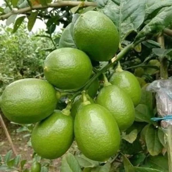 Lemon_Plant_(Hybrid,_Pack_of_1)