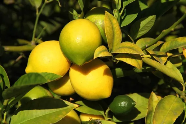 Lemon_Plant_(Hybrid,_Pack_of_1)