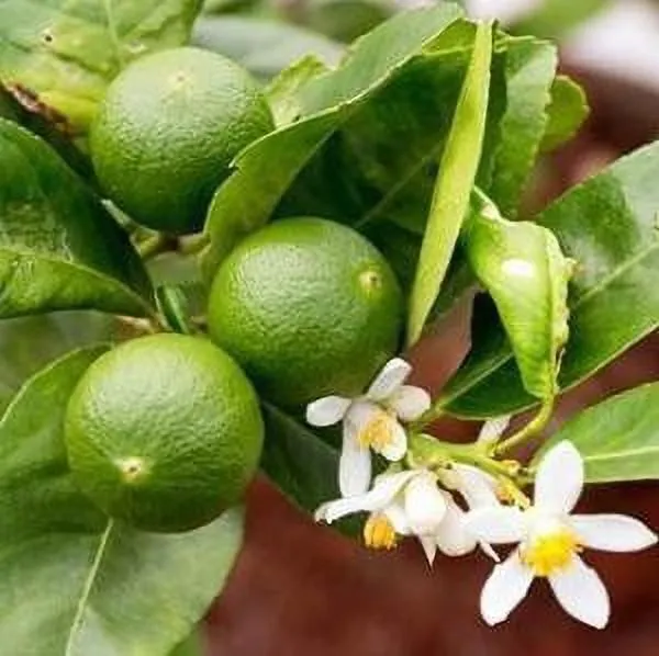 Lemon_Plant_(Hybrid,_Pack_of_1)