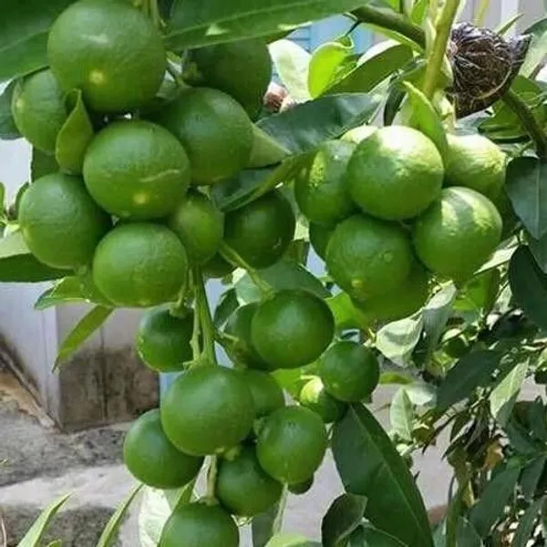Lemon_Plant_(Hybrid,_Pack_of_1)