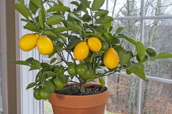 Lemon_Plant_(Hybrid,_Pack_of_1)