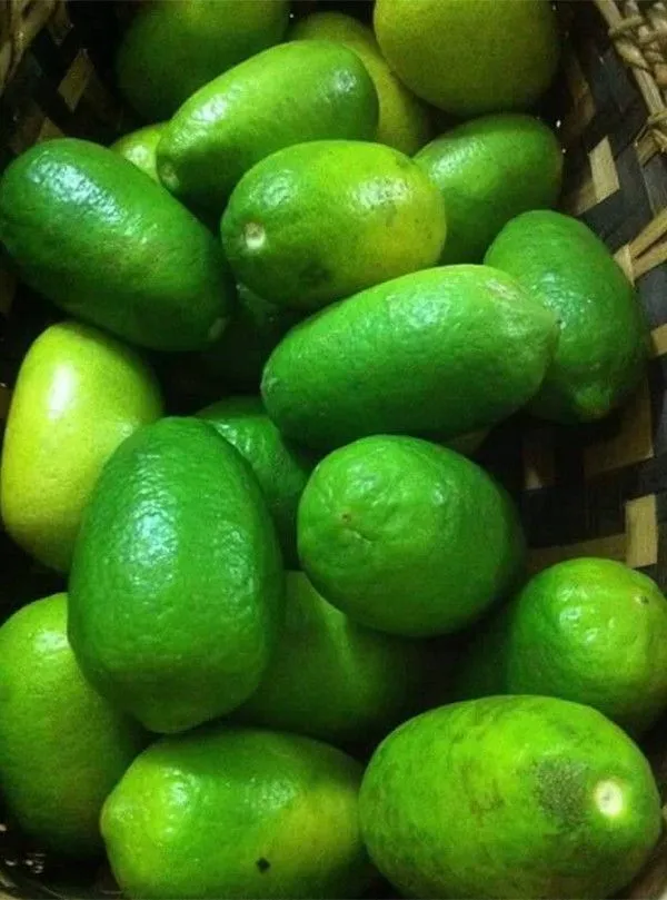 Lemon_Plant_(Hybrid,_Pack_of_1)