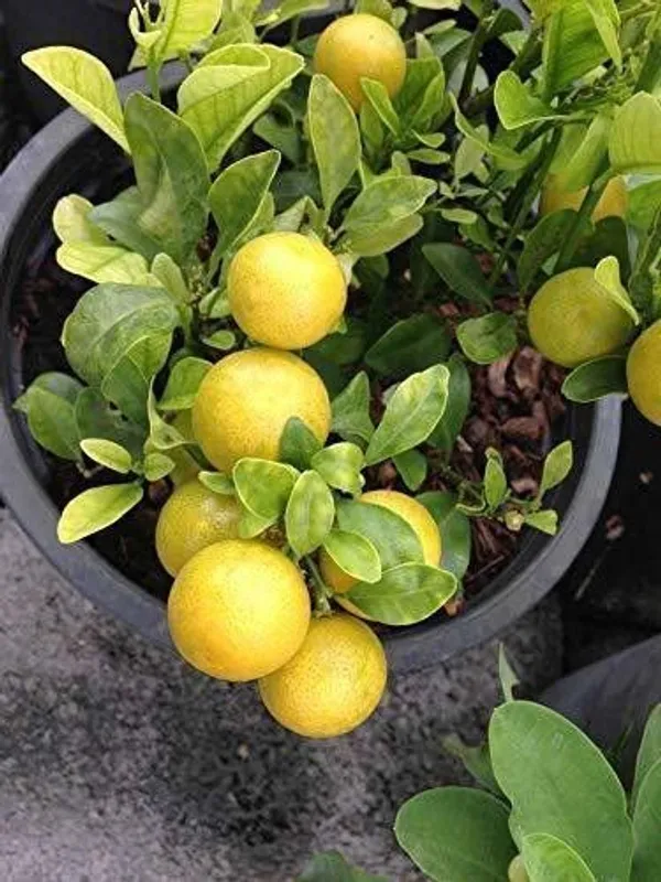 Sweet_Lemon_Plant_(Hybrid,_Pack_of_1)