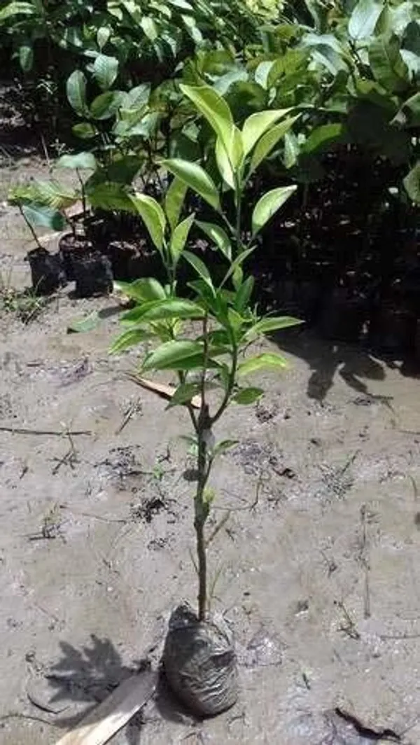 Lemon_Plant_(Hybrid,_Pack_of_1)