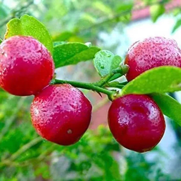 Lemon_Plant_(Hybrid,_Pack_of_1)