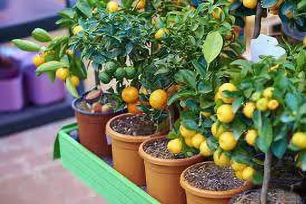 Lemon_Plant_(Hybrid,_Pack_of_1)