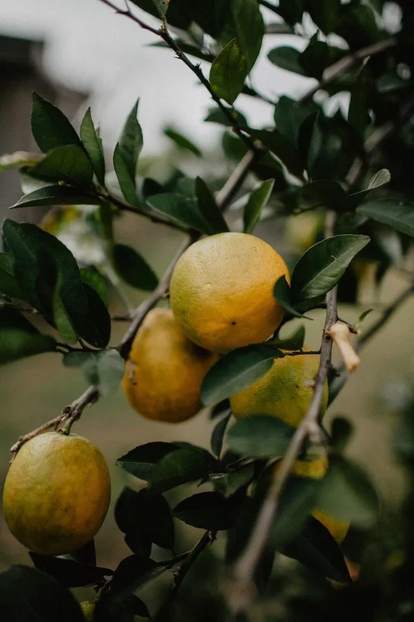 Lemon_Plant_(Hybrid,_Pack_of_1)