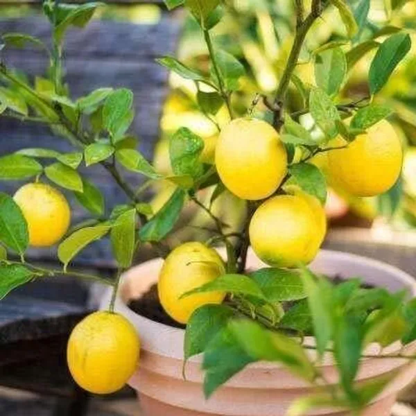 Lemon_Plant_(Hybrid,_Pack_of_1)