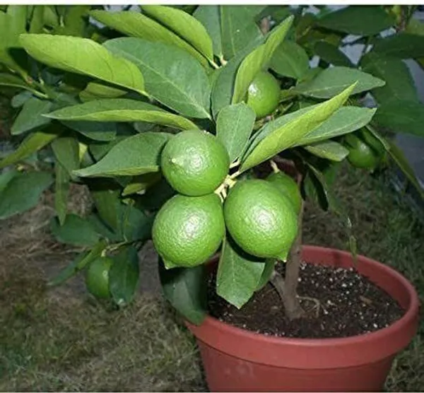 Lemon_Plant_(Hybrid,_Pack_of_1)