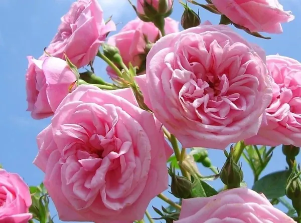 Rose_Plant_(Hybrid,_Pack_of_1)