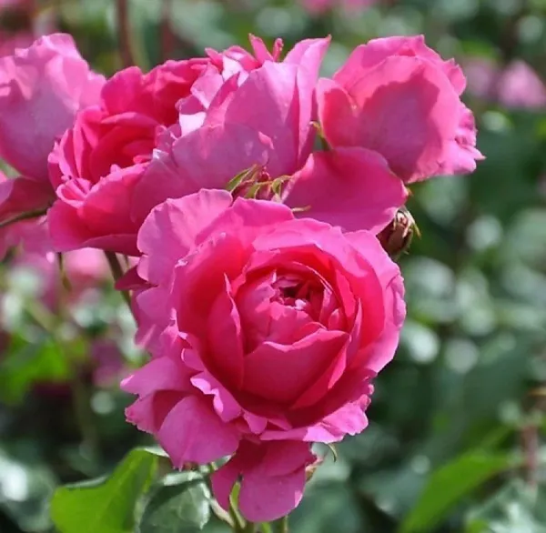 Rose_Plant_(Hybrid,_Pack_of_1)