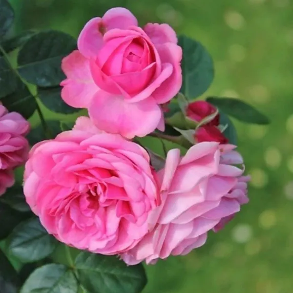 Rose_Plant_(Hybrid,_Pack_of_1)