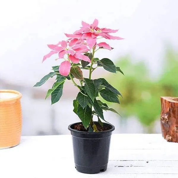 Poinsettia_Plant_(Hybrid,_Pack_of_1)