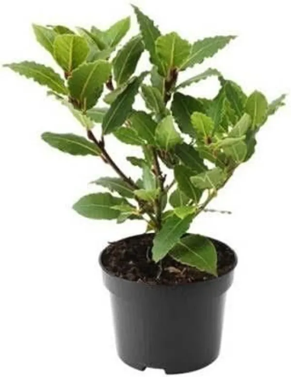 Clove_Plant_(Hybrid,_Pack_of_1)