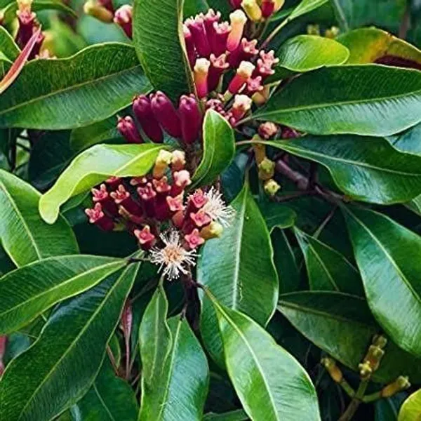 Clove_Plant_(Hybrid,_Pack_of_1)