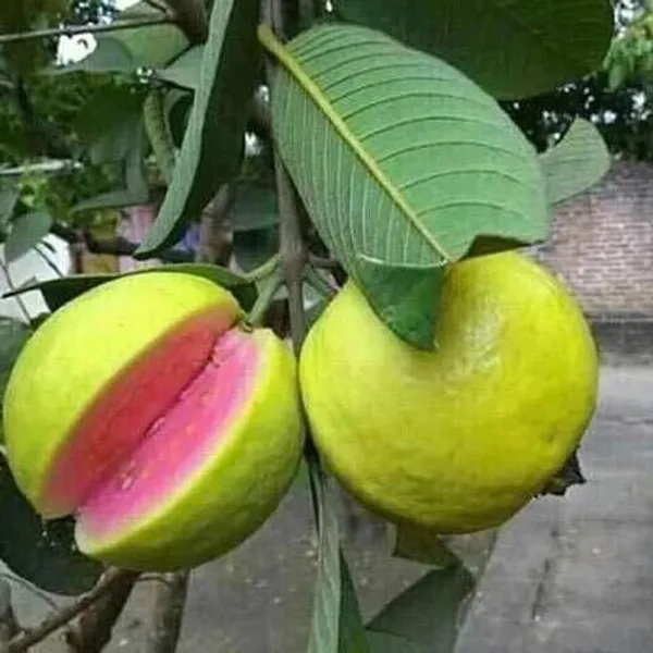 Guava_Plant_(Hybrid,_Pack_of_1)