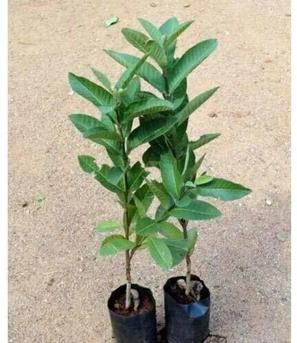 Guava_Plant_(Hybrid,_Pack_of_1)