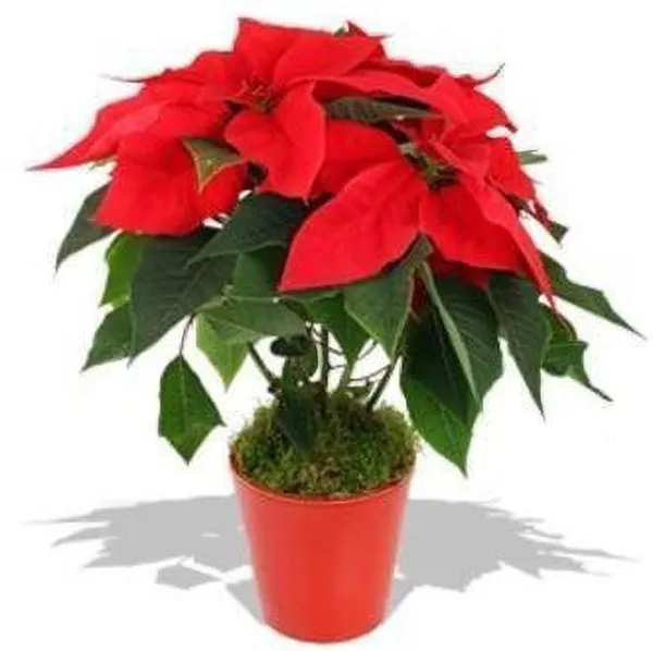 Poinsettia_Plant_(Hybrid,_Pack_of_1)