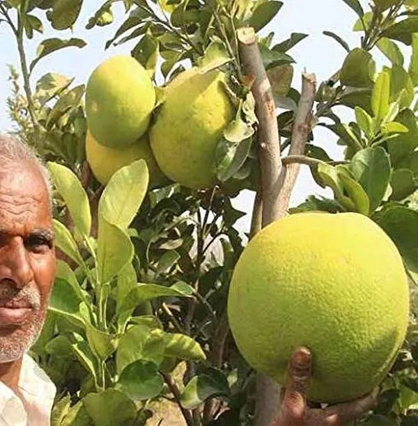 Sweet_Lemon_Plant_(Hybrid,_Pack_of_1)